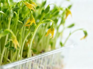 Bio-Sprossen im Fokus, leicht welk