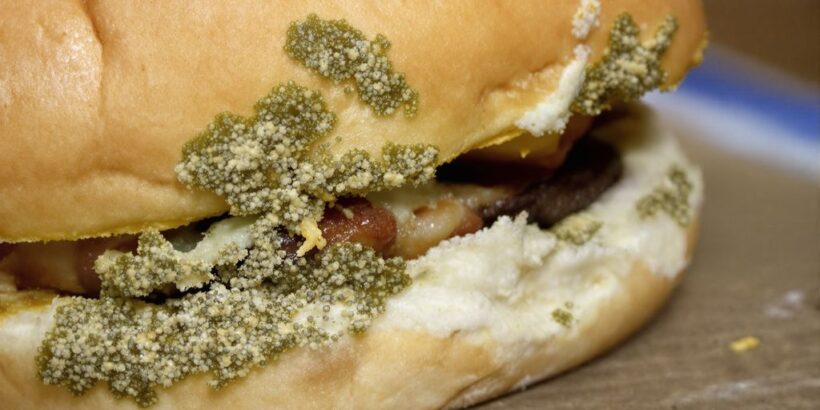 Burgerbrötchen mit Schimmelbefall