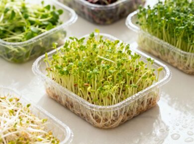 Verschiedene frische Bio-Sprossen in Plastikverpackungen auf Tisch.