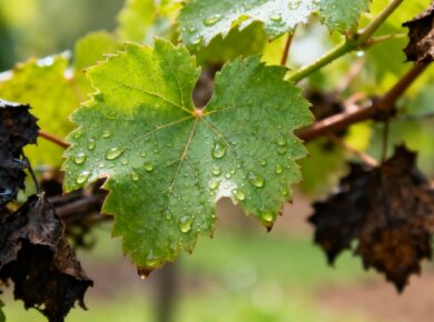 Trilya Weinblätter mit Pestizidfund