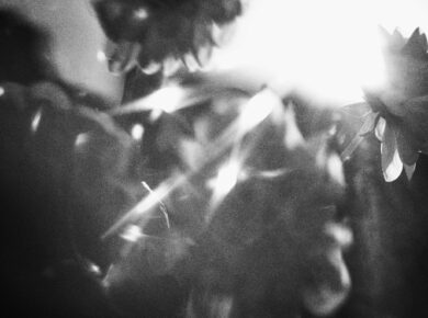 Sunlight shining through delicate flowers