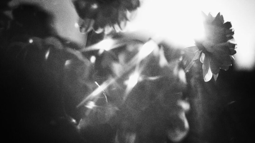 Sunlight shining through delicate flowers