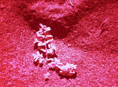 a plant sprouts out of the ground on a red background