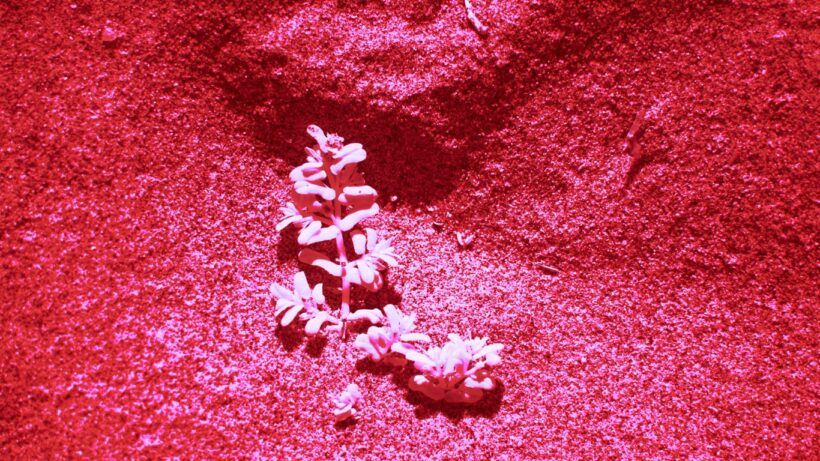 a plant sprouts out of the ground on a red background